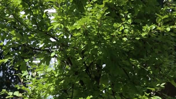 Apfelbaum-Hybrid Malus purpurea Neville Copeman. Top-Down-Panorama — Stockvideo