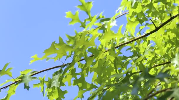 Τα πράσινα φύλλα του βάλτου δρυός Quercus palustris ταλαντεύονται στον άνεμο ενάντια στον γαλάζιο ουρανό. Κοντινό πλάνο — Αρχείο Βίντεο