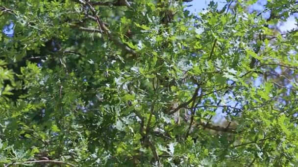 Foglie verdi quercia ciliegio Quercus robur. Panorama dal basso verso l'alto — Video Stock