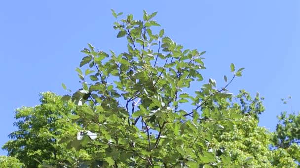 Green Swedish rowan Sorbus intermedia Brouwers. Panorama de arriba abajo — Vídeos de Stock