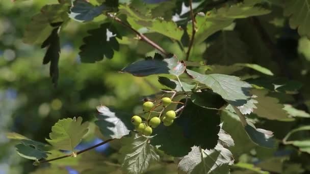 Gröna frukter Svensk rönn Sorbus intermedia Brouwers. Närbild — Stockvideo