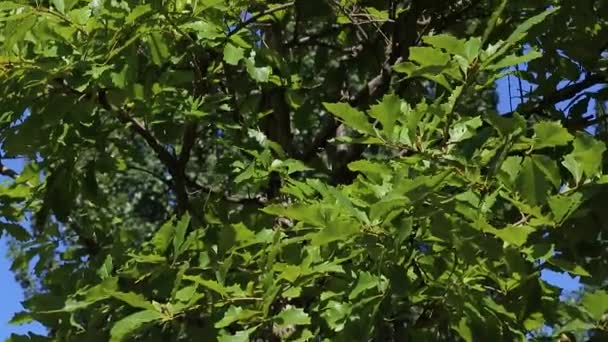 Τα πράσινα φύλλα της μεγάλης καρποφόρου βελανιδιάς Ouercus macrocarpa ταλαντεύονται στον άνεμο — Αρχείο Βίντεο