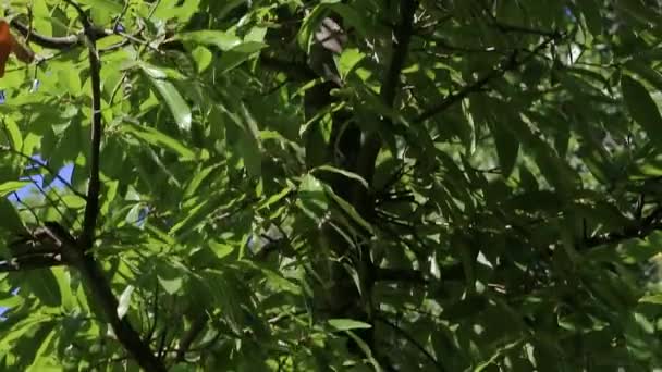 Зеленый черепичный дуб Quercus imbricaria. Панорама снизу вверх — стоковое видео