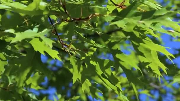 Zielone liście dębu szkarłatnego Quercus coccinea kołyszą się na wietrze. Zbliżenie — Wideo stockowe