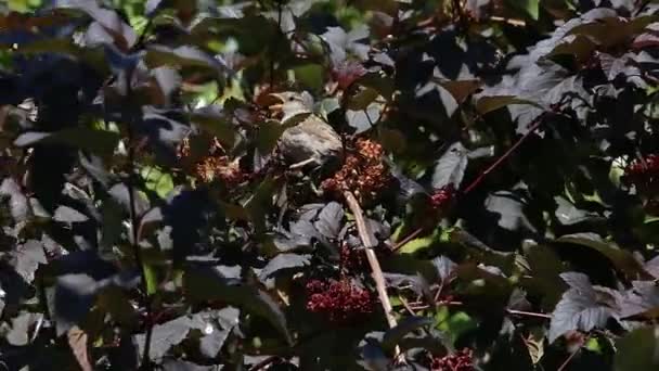 A gray sparrow with an open yellow beak hops on a branch with large red-purple leaves — Stock Video