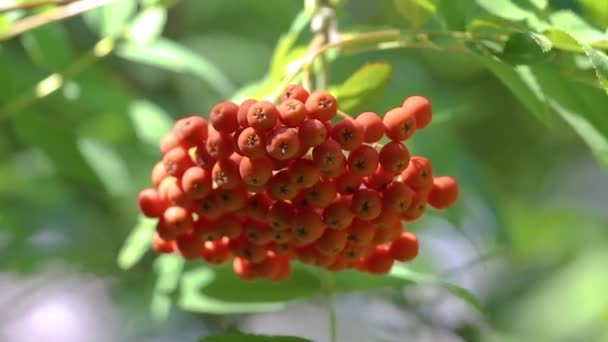 Rowan berries in a large red bunch. Close-up — Stock Video