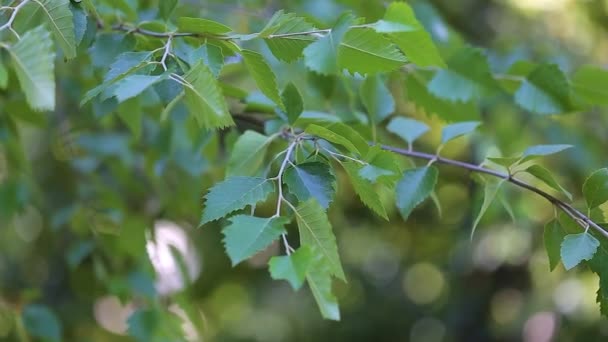 Feuilles vertes du bouleau noir Betula nigra.Gros plan — Video