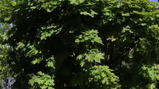 Acer platanoides Érable Globosum avec de grandes feuilles vertes. Panorama de bas en haut — Video