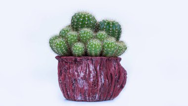 Birçok kaktüs, beyaz bir arka planda, kütük şeklinde bir tencereye paketlenmiştir..