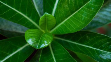 Koyu yeşil yapraklar. Açık yeşil çizgili parlak yeşil yapraklar..