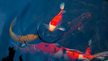 Süslü Koi balığı ya da süslü sazan balığı, siyah bir gölette yüzüyor. Rahatlamak için popüler hayvanlar ve feng shui anlamı.