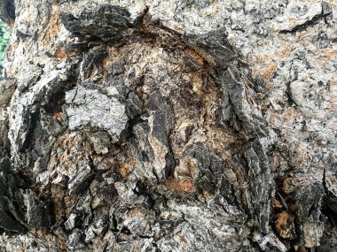 Büyük bir ağaç gövdesinden ağaç kabuğu. Duvar kağıdı veya arkaplan yapımında kullanılacak ahşap tahıl deseni.