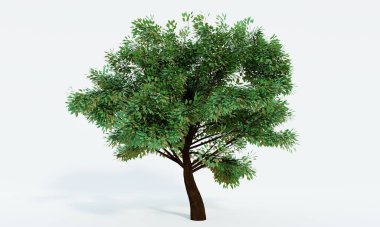 Büyük ağaçlar, dallar ve yapraklar. Bagaj, kahverengi ağaç kabuğu. Beyaz arka planda izole edilmiş. 3B Hazırlama.