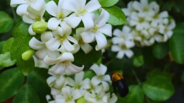 Murraya panikledi ya da adı Orang Jessamine, Çin Kutu Ağacı, Andaman Satinwood, Çin Box-wood çalısı. Geceleri güzel kokan beyaz çiçekler.