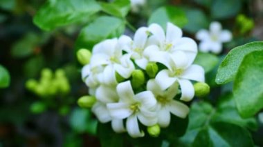 Murraya panikledi ya da adı Orang Jessamine, Çin Kutu Ağacı, Andaman Satinwood, Çin Box-wood çalısı. Geceleri güzel kokan beyaz çiçekler.