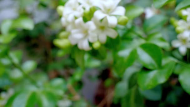 村屋Paniculataまたは名前オラン ジェサミン 中国の箱木 アンダマン サティンウッド 中国の箱木の茂み 夜に芳香のある白い花 — ストック動画