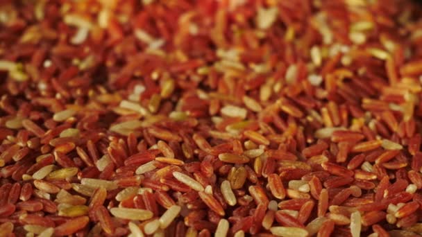 Rice Grain Varieties Red Jasmine Rice Red Brown Rice New — Stock Video