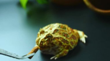 Evcil kurbağalarını besle. Kahverengi çizgili Arjantin boynuzlu kurbağa sarısı. Kurbağayı maşayla besle. Bilimsel Adı: Ceratophrys ornata