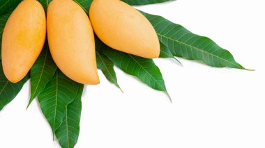 Yeşil yapraklı mango dalında altın sarısı olgun bir mango. Beyaz arkaplanda izole.