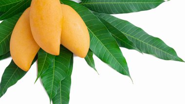 Yeşil yapraklı mango dalında altın sarısı olgun bir mango. Beyaz arkaplanda izole.