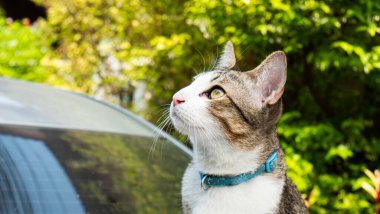 Kedi arabanın çatısında oturdu ve gökyüzüne bakakaldı. Araba yol kenarına park edilmişti ve çatıda bir kedi oturuyordu..
