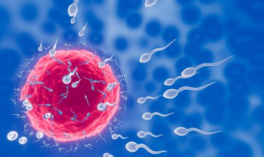 Sperm yumurtaya doğru yönelir. İnsan çiftleşmesi için. Yumurta ve sperm arasında döllenme öncesi model. 3B Hazırlama