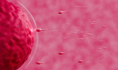 Sperm yumurtaya doğru yönelir. İnsan çiftleşmesi için. Yumurta ve sperm arasında döllenme öncesi model. 3B Hazırlama