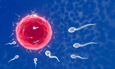 Sperm yumurtaya doğru yönelir. İnsan çiftleşmesi için. Yumurta ve sperm arasında döllenme öncesi model. 3B Hazırlama