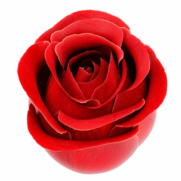 Красная Роза Стеблей Листьев Изолированы Белом Фоне — стоковое фото
