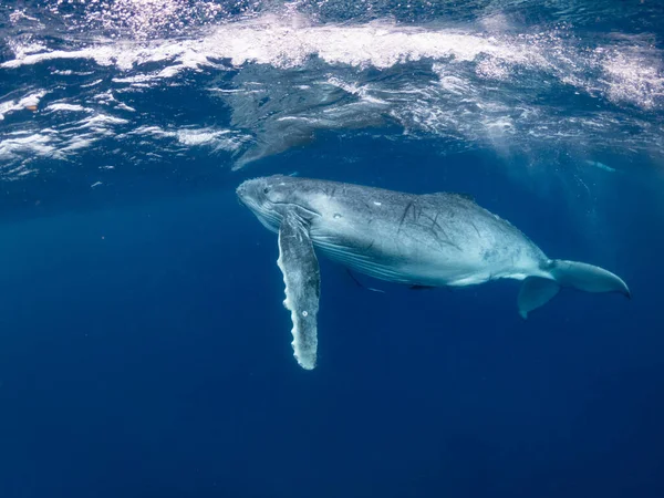 Ballena jorobada nadar bajo la superficie — Foto de Stock