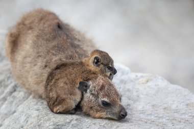 mother and cute baby African Daman hyrax lying on rocks  clipart