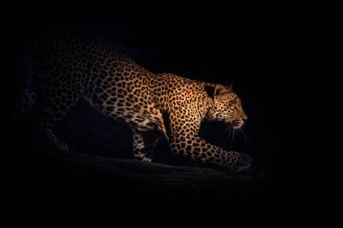 Leopar gece avlanıyor Güney Afrika Kruger Milli Parkı