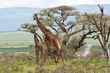 Zürafa ailesi akasya ağacının yakınında otluyor. Afrika ovaları. 