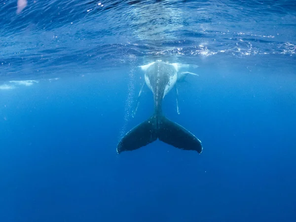 Aleta cola de ballena bajo la superficie del agua. jorobada jugando en el Océano Pacífico — Foto de Stock