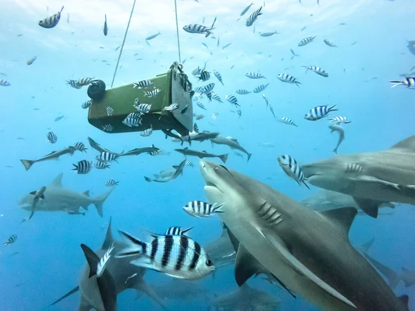 Tiburón toro alimentándose de basura — Foto de Stock