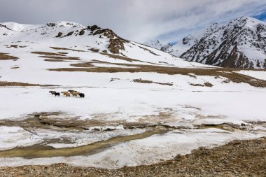 Khunjerab Ulusal Parkı 'nın yaylalarında yaklar var.