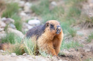 Deosai ovalarında marmot portresi 