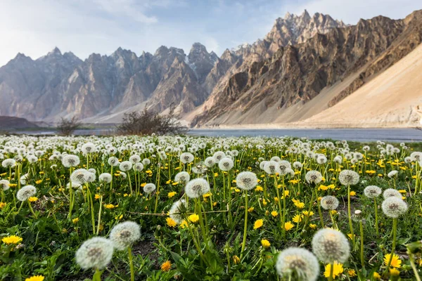 Campo de diente de león Passu Conos montañas Hunza Pakistán — Foto de Stock