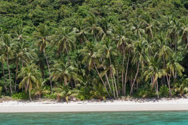 Boş beyaz kumsalda palmiye ağaçları 