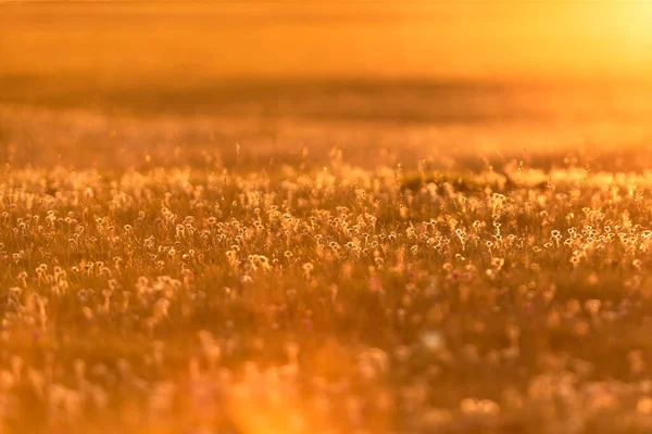 黄金の夕日の牧草地 ロイヤリティフリーのストック写真