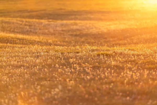 黄金の夕日の牧草地 ロイヤリティフリーのストック画像
