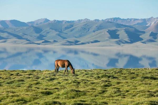 標高の高い山の湖の緑の海岸に馬 ストック写真