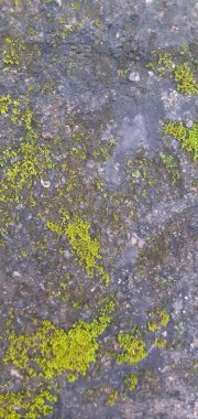 Malzemeler Fotoğraf yosunlu kaya