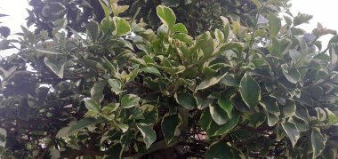 Ağacın yeşil yaprakları.