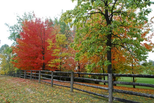 Akçaağaç Automn içinde — Stok fotoğraf