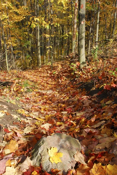 Lesní cesta do podzimu — Stock fotografie