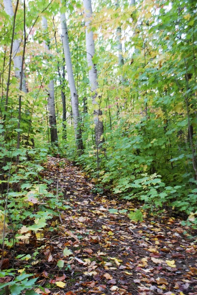 Ruta forestal en automn —  Fotos de Stock