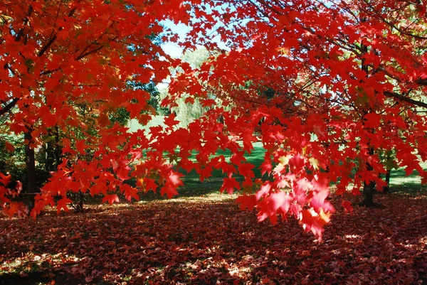 Árbol de arce rojo —  Fotos de Stock