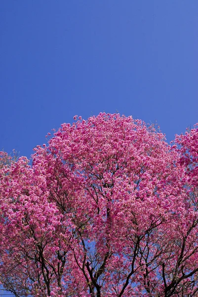 Rosa Lapacho-Baum — Stockfoto