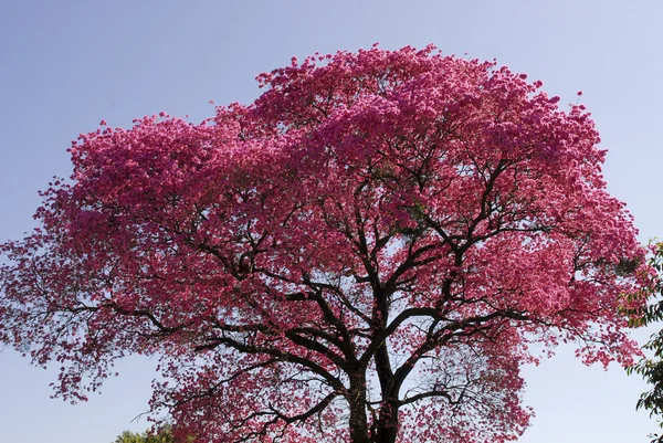 Rosa Lapacho träd i Asuncion, — Stockfoto